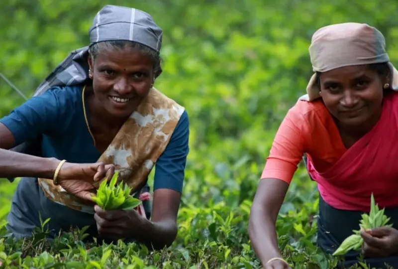 Visit Tea Plantations &amp; Factories