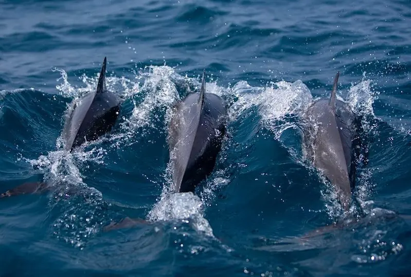 Whale &amp; Dolphin Watching in Kalpitiya