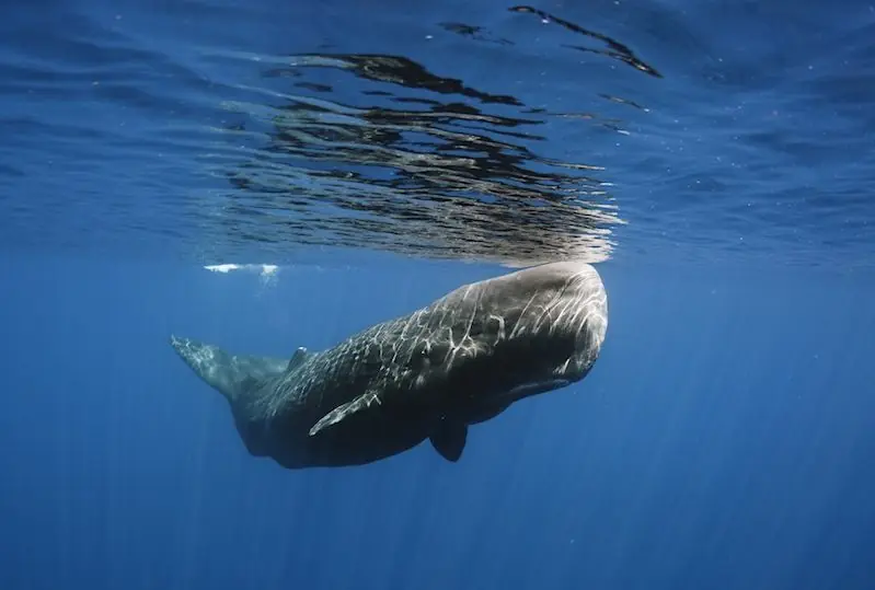 Whale &amp; Dolphin Watching in Trincomalee