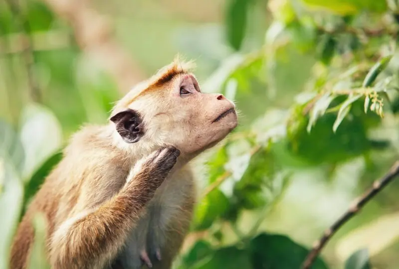 Zoological Gardens (Dehiwala Zoo)